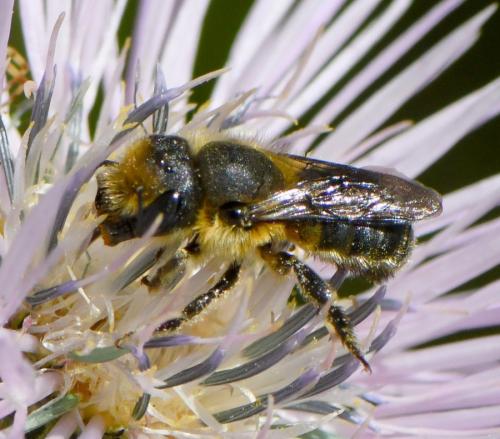 Osmia latreillei
